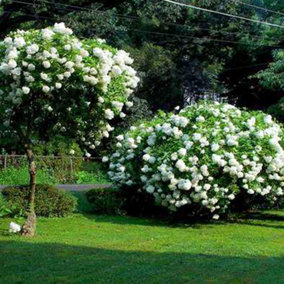 Hydrangea Grandiflora Garden Plant - Large White Flowers, Compact Size, Hardy (15-30cm Height Including Pot)