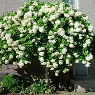 Hydrangea grandiflora deals