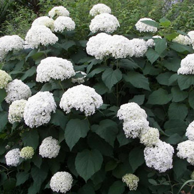 Hydrangea Grandiflora Garden Plant - Large White Flowers, Compact Size, Hardy (15-30cm Height Including Pot)