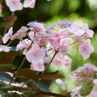 Hydrangea Hot Chocolate, Established Plant in 19cm Pot