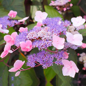 Hydrangea Hot Chocolate Garden Plant - Unique Foliage, Pink Flowers, Compact Size (15-30cm Height Including Pot)