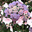 Hydrangea Hot Chocolate Garden Plant - Unique Foliage, Pink Flowers, Compact Size (15-30cm Height Including Pot)