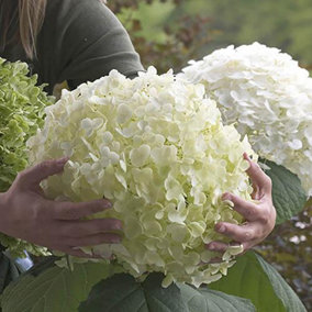 Hydrangea 'Incrediball' Plant in 3L Pot Huge White Flowers Established Plant for UK Gardens