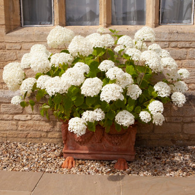 Hydrangea 'Incrediball' Plant in 3L Pot Huge White Flowers Established Plant for UK Gardens