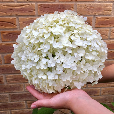 Hydrangea 'Incrediball' Plant in 3L Pot Huge White Flowers Established Plant for UK Gardens - 3
