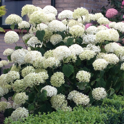 Hydrangea 'Incrediball' Plant in 3L Pot Huge White Flowers Established Plant for UK Gardens - 4
