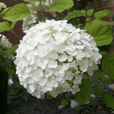 Hydrangea 'Incrediball' Plant in 3L Pot Huge White Flowers Established Plant for UK Gardens - 5