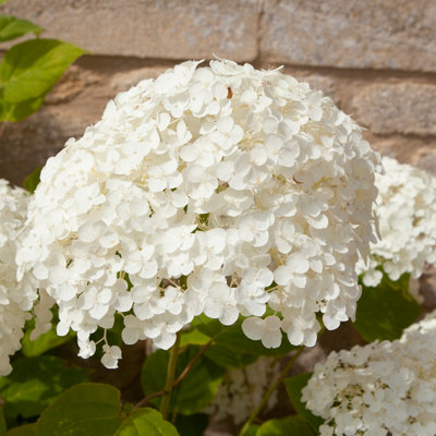 Hydrangea 'Incrediball' Plant in 3L Pot Huge White Flowers Established Plant for UK Gardens - 6
