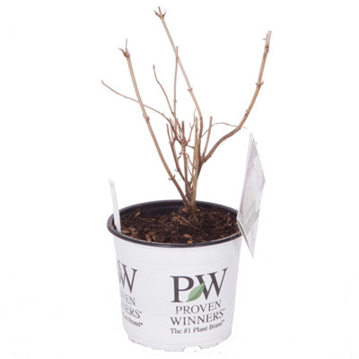 Hydrangea 'Incrediball' Plant in 3L Pot Huge White Flowers Established Plant for UK Gardens - 8
