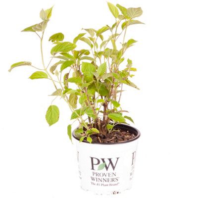 Hydrangea 'Incrediball' Plant in 3L Pot Huge White Flowers Established Plant for UK Gardens - 9