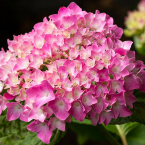 Hydrangea King George Garden Plant - Stunning Mophead Blooms, Compact Size (10-30cm Height Including Pot)