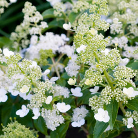 Hydrangea Kyushu Garden Plant - Elegant White Blooms, Compact Size (15-30cm Height Including Pot)