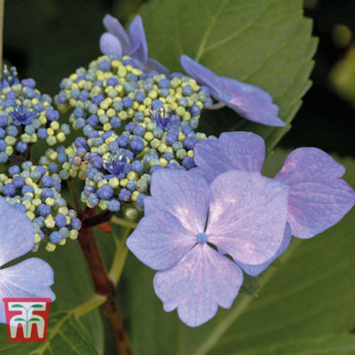 Hydrangea (Lacecap) Nizza 10.5cm Pot x 1