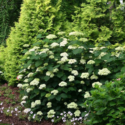 Hydrangea Lime Rickey 3 Litre Potted Plant x 1 - Ideal for lightly ...