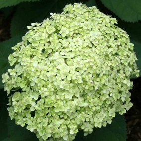 Hydrangea Lime Rickey 3 Litre Potted Plant x 1
