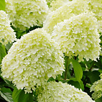 Hydrangea Limelight Garden Plant - Vibrant Lime-Green Blooms, Compact Size (20-30cm Height Including Pot)