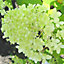 Hydrangea Limelight Garden Plant - Vibrant Lime-Green Blooms, Compact Size (20-30cm Height Including Pot)
