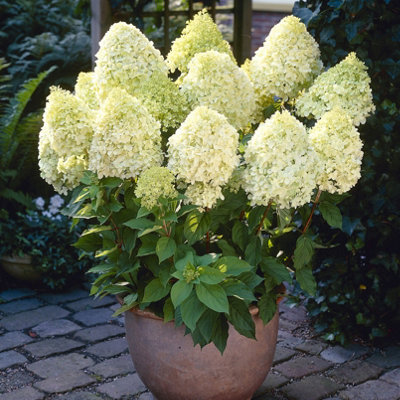 Hydrangea Limelight in a 17cm Pot Flowering Shrub