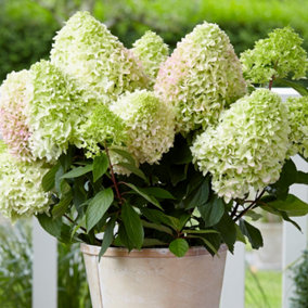 Hydrangea Little Fresco Garden Shrub - Delicate Blooms (15-30cm Height Including Pot)