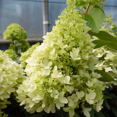 Hydrangea Little Fresco Garden Shrub - Delicate Blooms (15-30cm Height Including Pot)