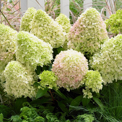 Hydrangea Little Fresco Garden Shrub - Delicate Blooms (15-30cm Height Including Pot) - 3