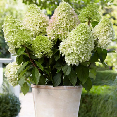 Hydrangea Little Fresco Garden Shrub - Delicate Blooms (15-30cm Height Including Pot) - 4