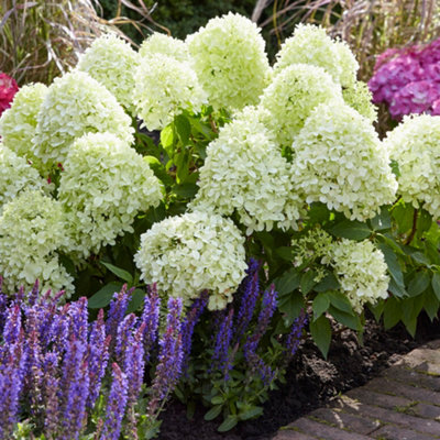 Hydrangea Little Spooky Garden Shrub - Elegant White Blooms (15-30cm Height Including Pot)