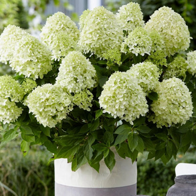 Hydrangea Little Spooky Garden Shrub - Elegant White Blooms (15-30cm Height Including Pot)