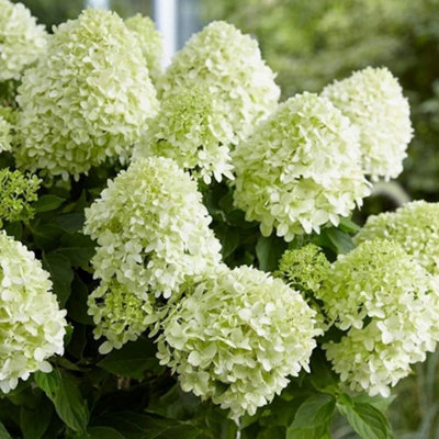 Hydrangea Little Spooky Garden Shrub - Elegant White Blooms (15-30cm Height Including Pot) - 3