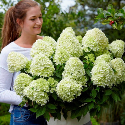 Hydrangea Little Spooky Garden Shrub - Elegant White Blooms (15-30cm Height Including Pot) - 4