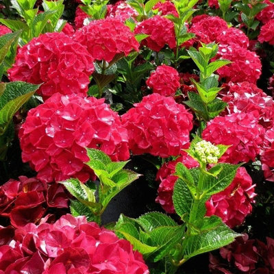 Hydrangea macrophylla 'Alpengluhen' in a 9cm Pot - Add Colour to Your Garden