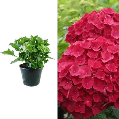 Hydrangea macrophylla 'Alpengluhen' in a 9cm Pot - Add Colour to Your Garden