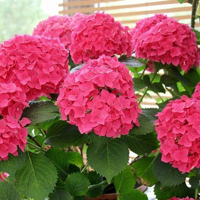 Hydrangea macrophylla 'Alpengluhen' in a 9cm Pot - Add Colour to Your Garden - 3
