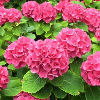 Hydrangea macrophylla 'Alpengluhen' in a 9cm Pot - Add Colour to Your Garden - 4
