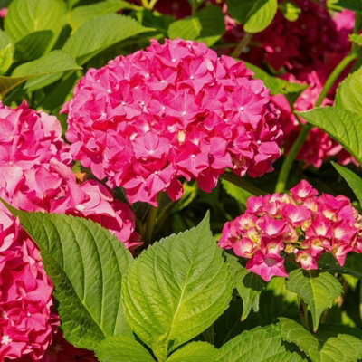 Hydrangea macrophylla 'Alpengluhen' in a 9cm Pot - Add Colour to Your Garden - 5