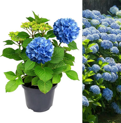 Hydrangea Macrophylla Blue Plant 5 Litre Pot - Hydrangea Plants