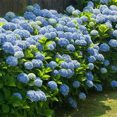 Hydrangea Macrophylla Blue Plant 5 Litre Pot - Hydrangea Plants