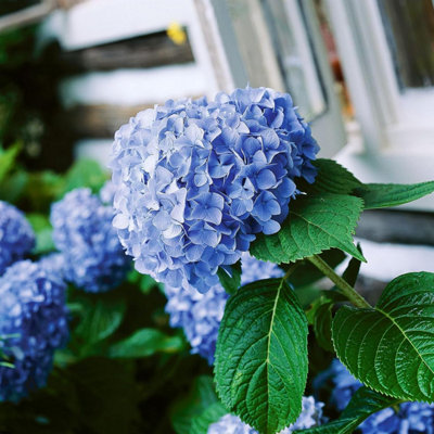 Hydrangea Macrophylla Blue Plant 5 Litre Pot - Hydrangea Plants
