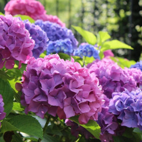 Hydrangea macrophylla 'Bouquet Rose' in a 9cm Pot - Add Colour to Your Garden