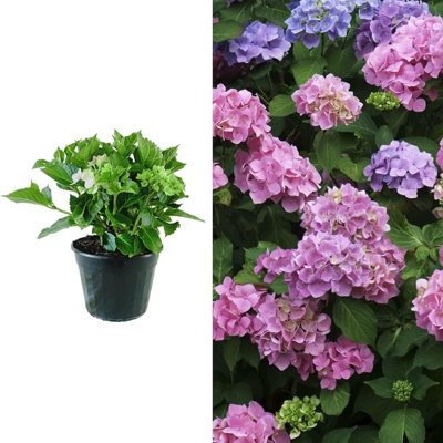 Hydrangea macrophylla 'Bouquet Rose' in a 9cm Pot - Add Colour to Your Garden