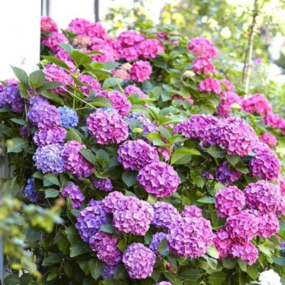 Hydrangea macrophylla 'Bouquet Rose' in a 9cm Pot - Add Colour to Your Garden - 3