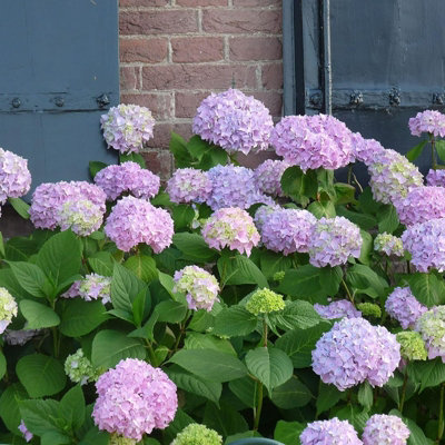 Hydrangea macrophylla 'Bouquet Rose' in a 9cm Pot - Add Colour to Your Garden - 5