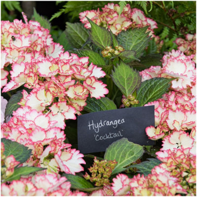 Hydrangea Macrophylla Cocktail In 2L Pot, Stunning Clusters of Pink ...
