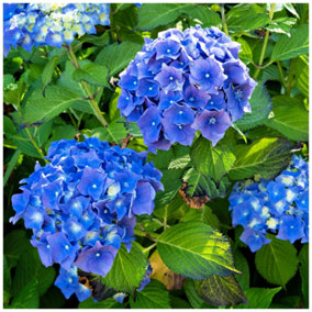 Hydrangea macrophylla 'Early Blue' In 2L Pot, Stunning Clusters of Blue Flowers