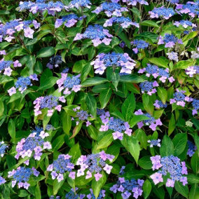 Hydrangea Macrophylla ' Mariesii Perfecta' in 2L Pot, Lilac Blue Flowers 3FATPIGS