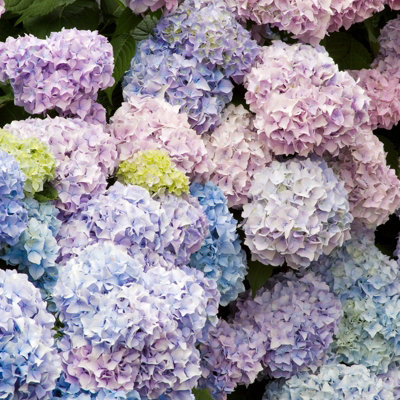 Hydrangea macrophylla 'Nikko Blue' in a 9cm Pot - Add Colour to Your Garden
