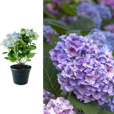 Hydrangea macrophylla 'Nikko Blue' in a 9cm Pot - Add Colour to Your Garden