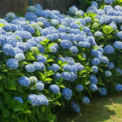 Hydrangea macrophylla 'Nikko Blue' in a 9cm Pot - Add Colour to Your Garden - 3