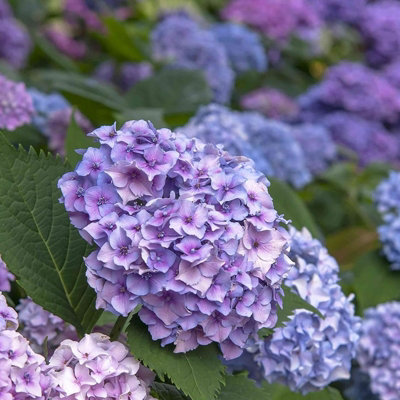 Hydrangea macrophylla 'Nikko Blue' in a 9cm Pot - Add Colour to Your Garden - 4