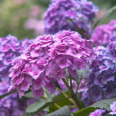 Hydrangea macrophylla 'Nikko Blue' in a 9cm Pot - Add Colour to Your Garden - 5